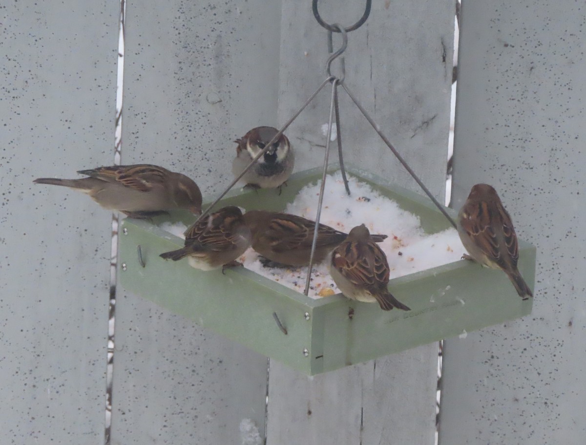 gråspurv - ML646142278