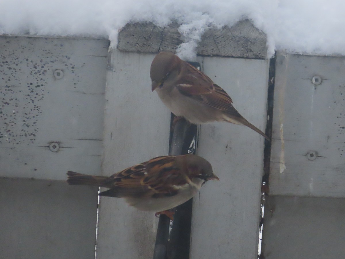 gråspurv - ML646142279