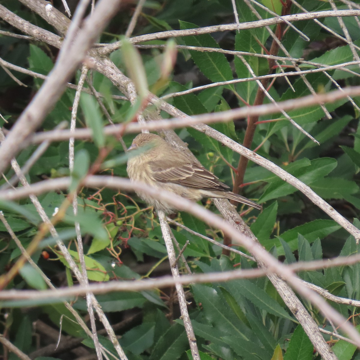 husrosenfink - ML646142280