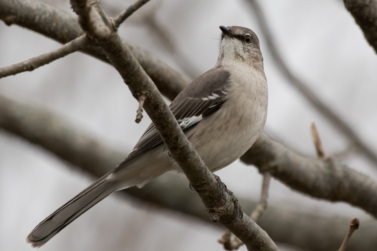 sangspottefugl - ML646142281