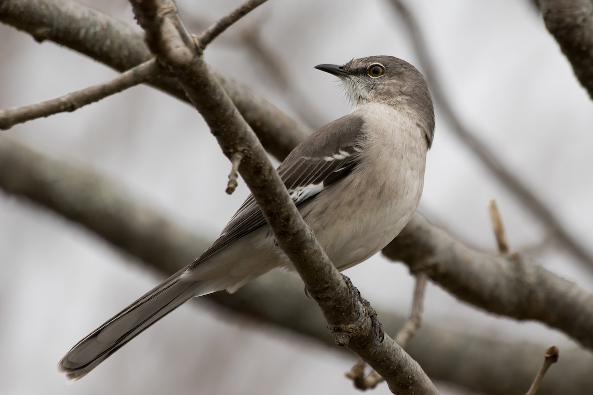 sangspottefugl - ML646142282