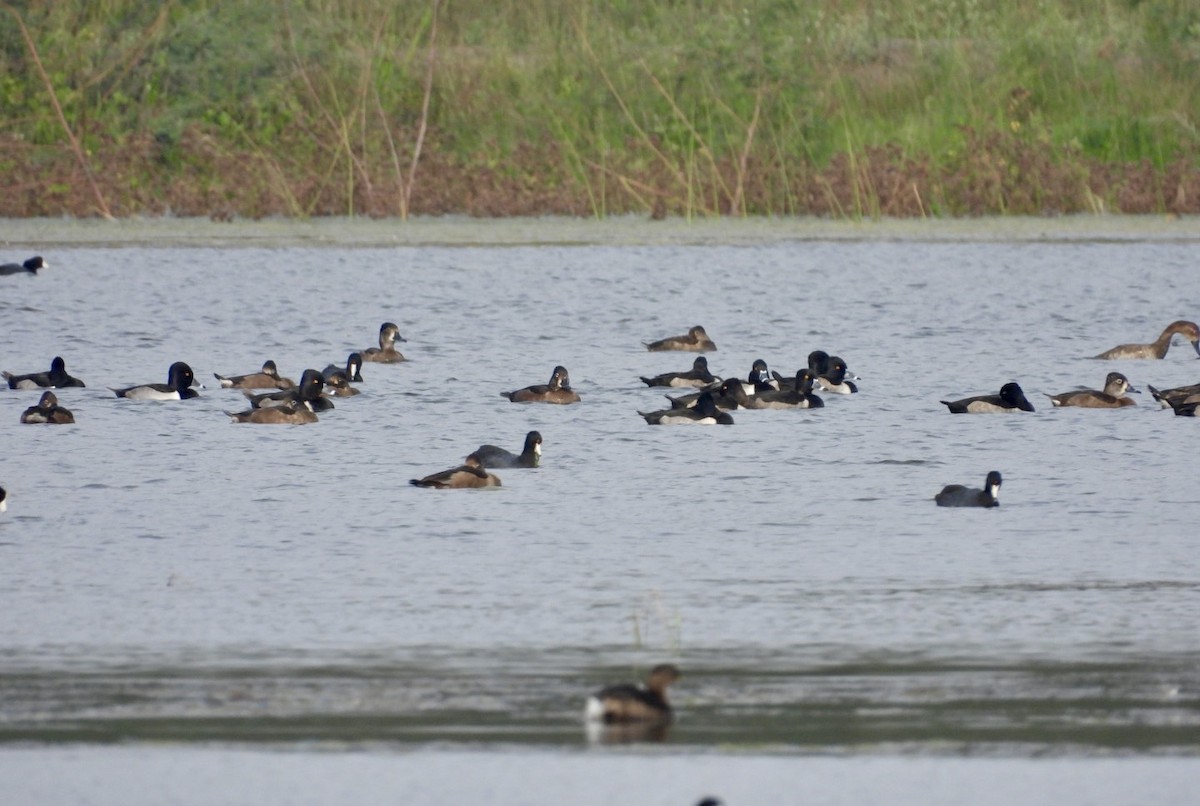 ringand - ML646142284