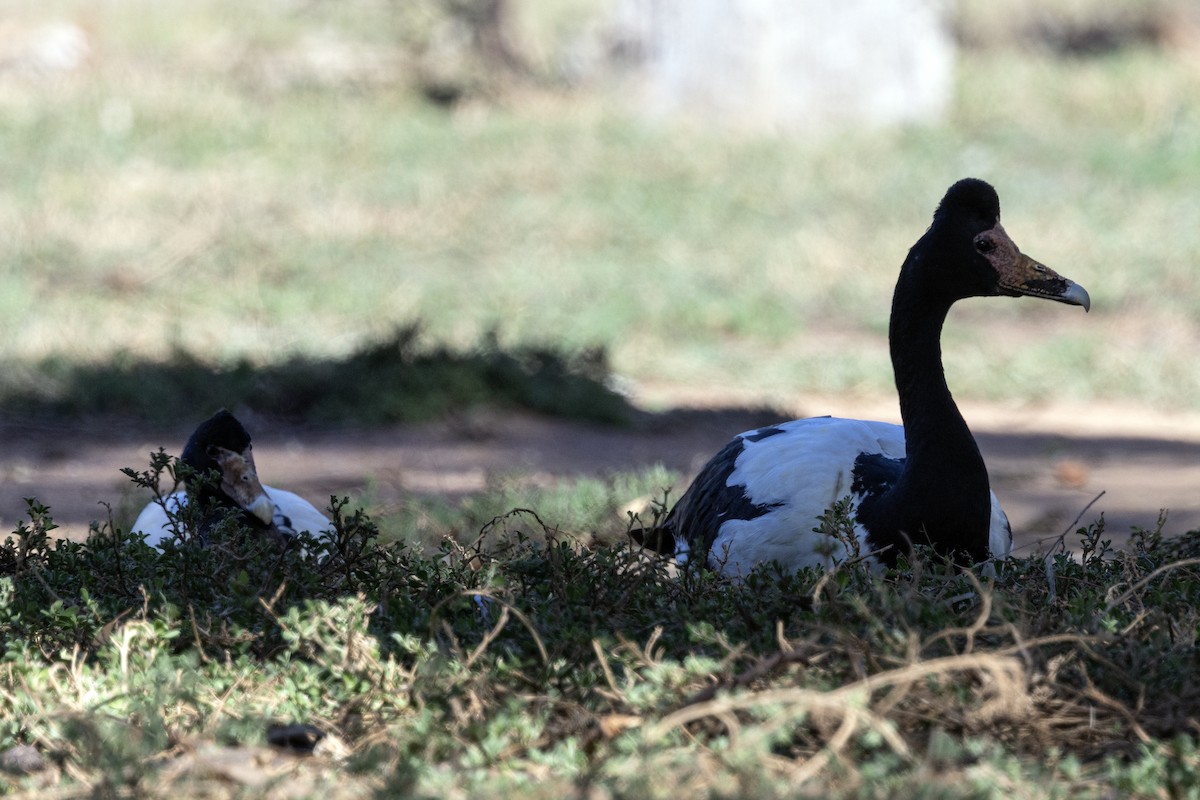 skjæregås - ML646142285