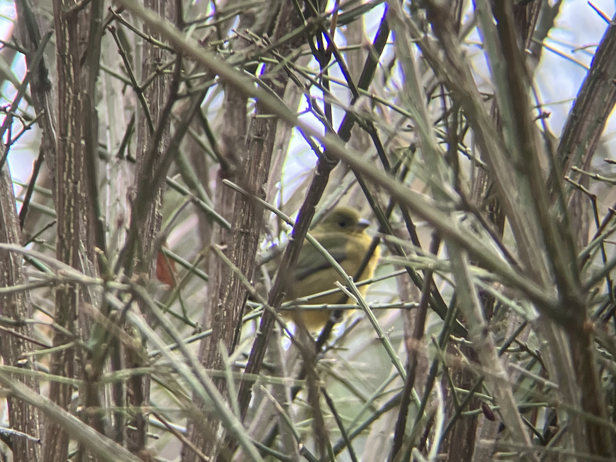 pavespurv - ML646142286