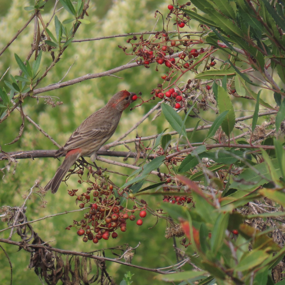 husrosenfink - ML646142287