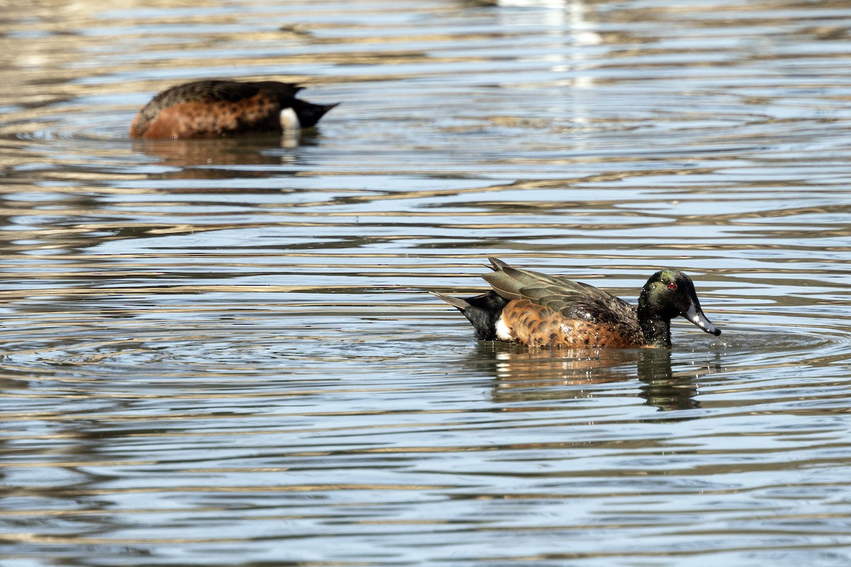 kastanjeand - ML646142288