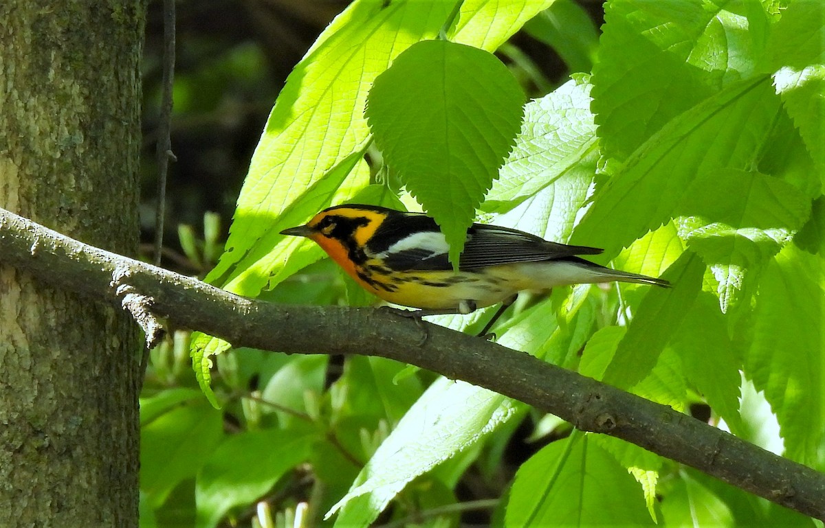 hemlokkparula - ML646142289