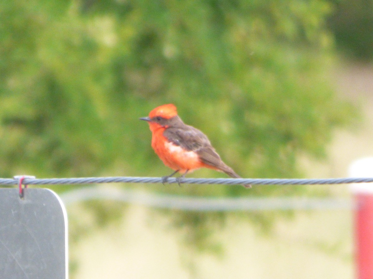 rubintyrann - ML646142290