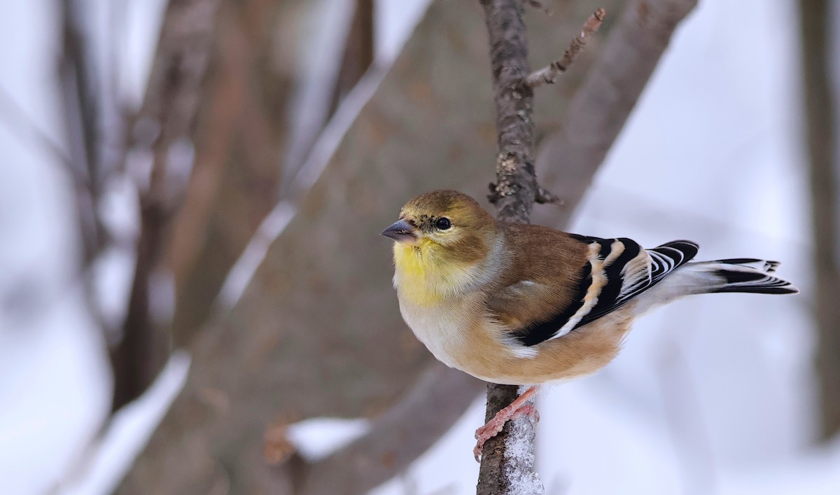 gulstillits - ML646142291