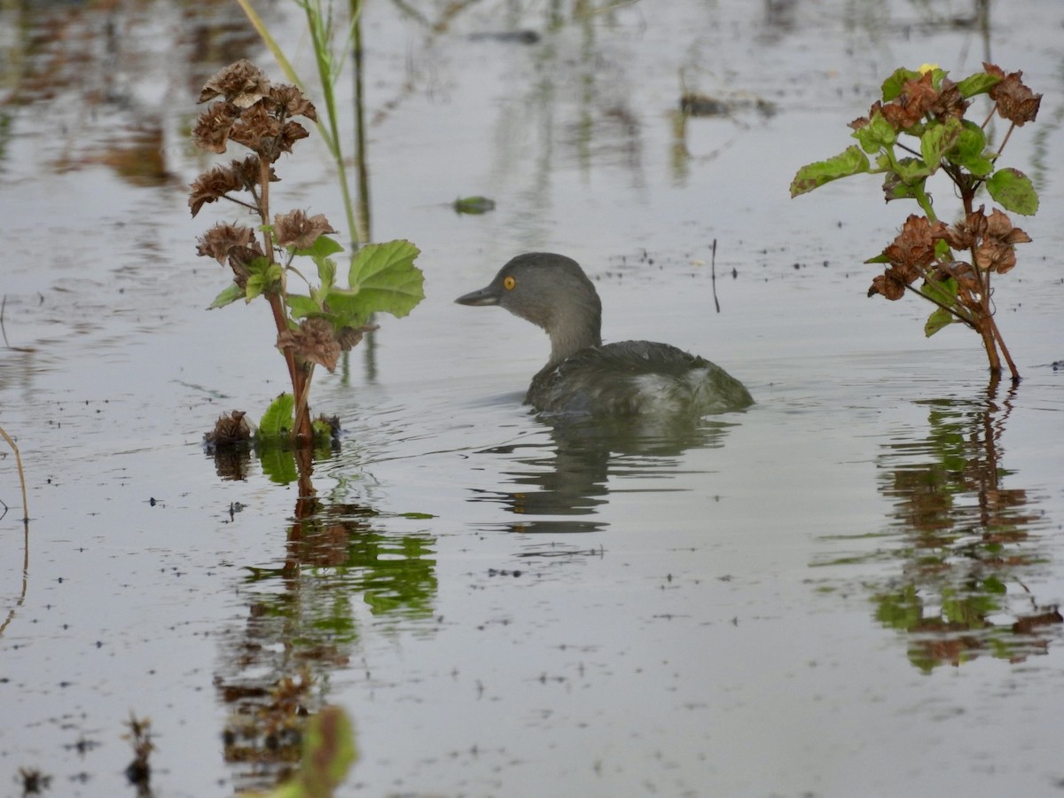 pygmédykker - ML646142294