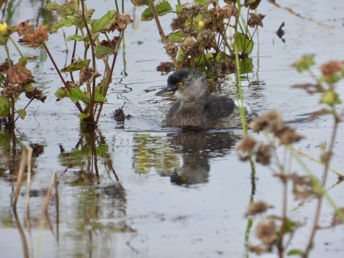 pygmédykker - ML646142295