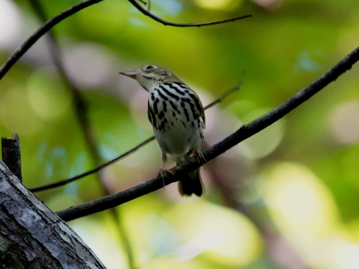 ovnparula - ML646142297