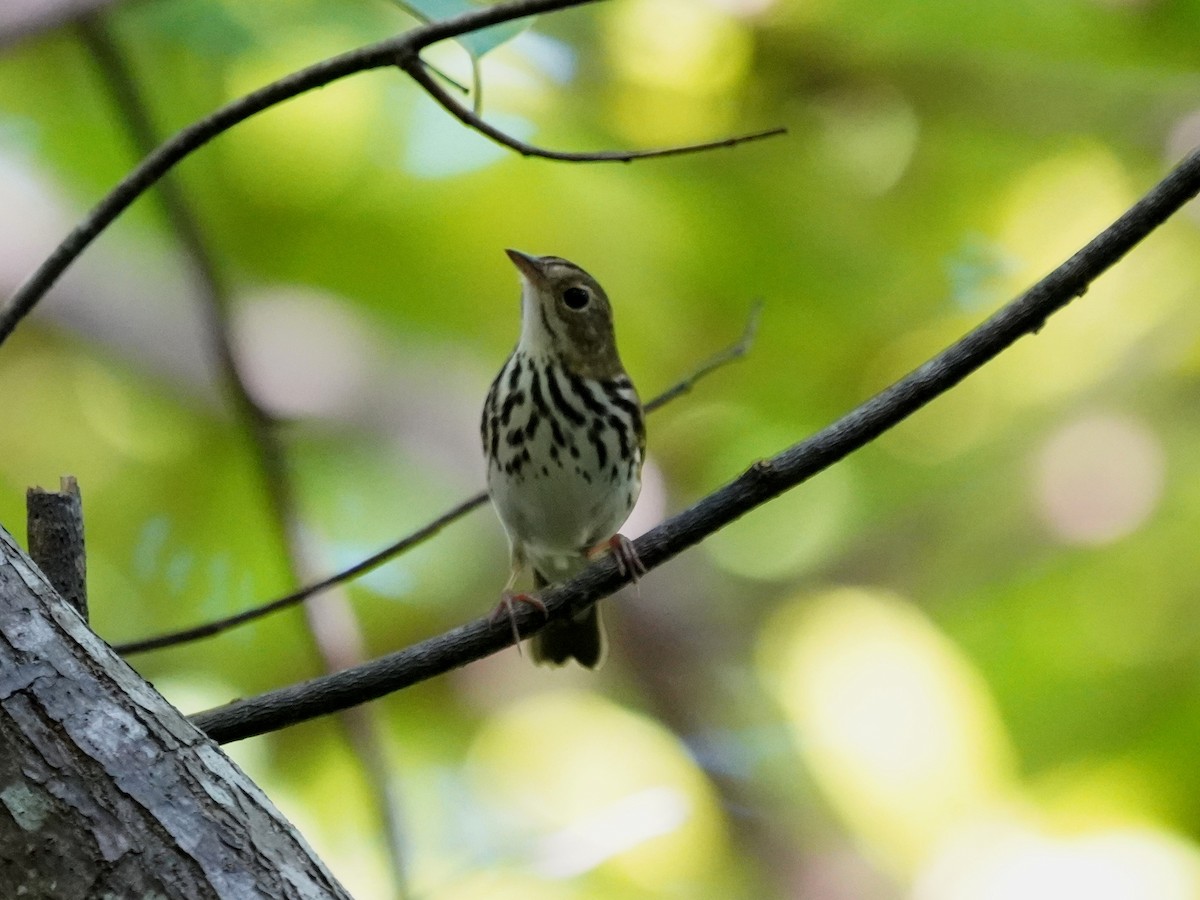 ovnparula - ML646142298