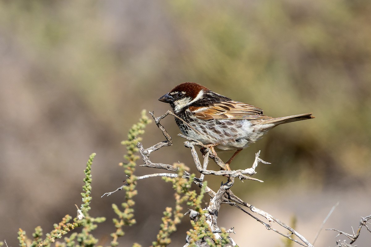 middelhavsspurv - ML646142299