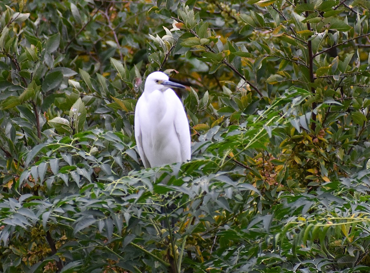 silkehegre - ML646142300