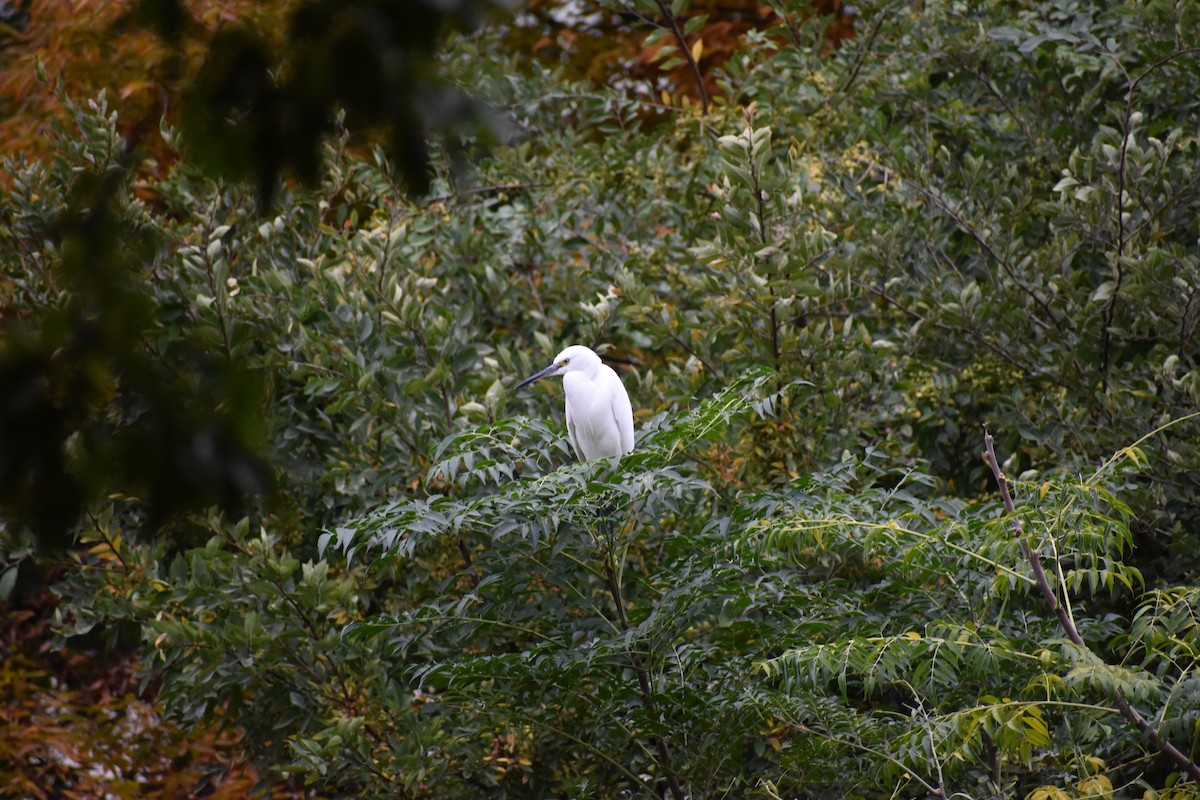 silkehegre - ML646142301