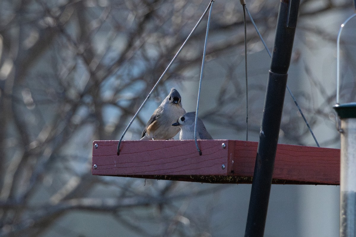 Tufted Titmouse - ML646142313