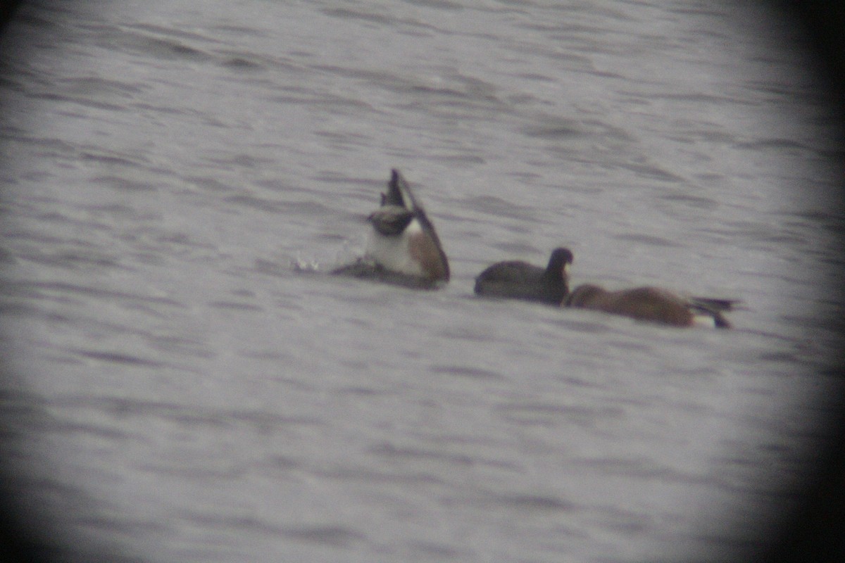 Fischione americano - ML646142324