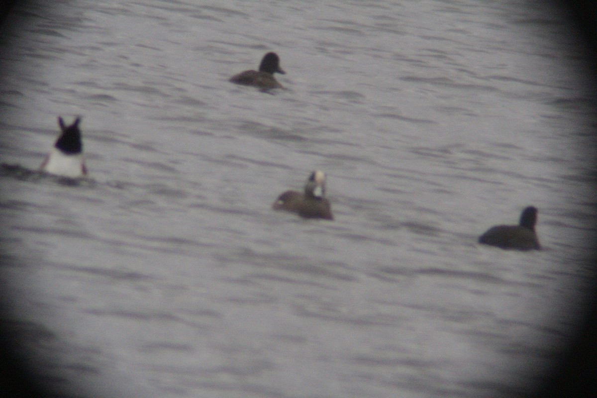 Fischione americano - ML646142326