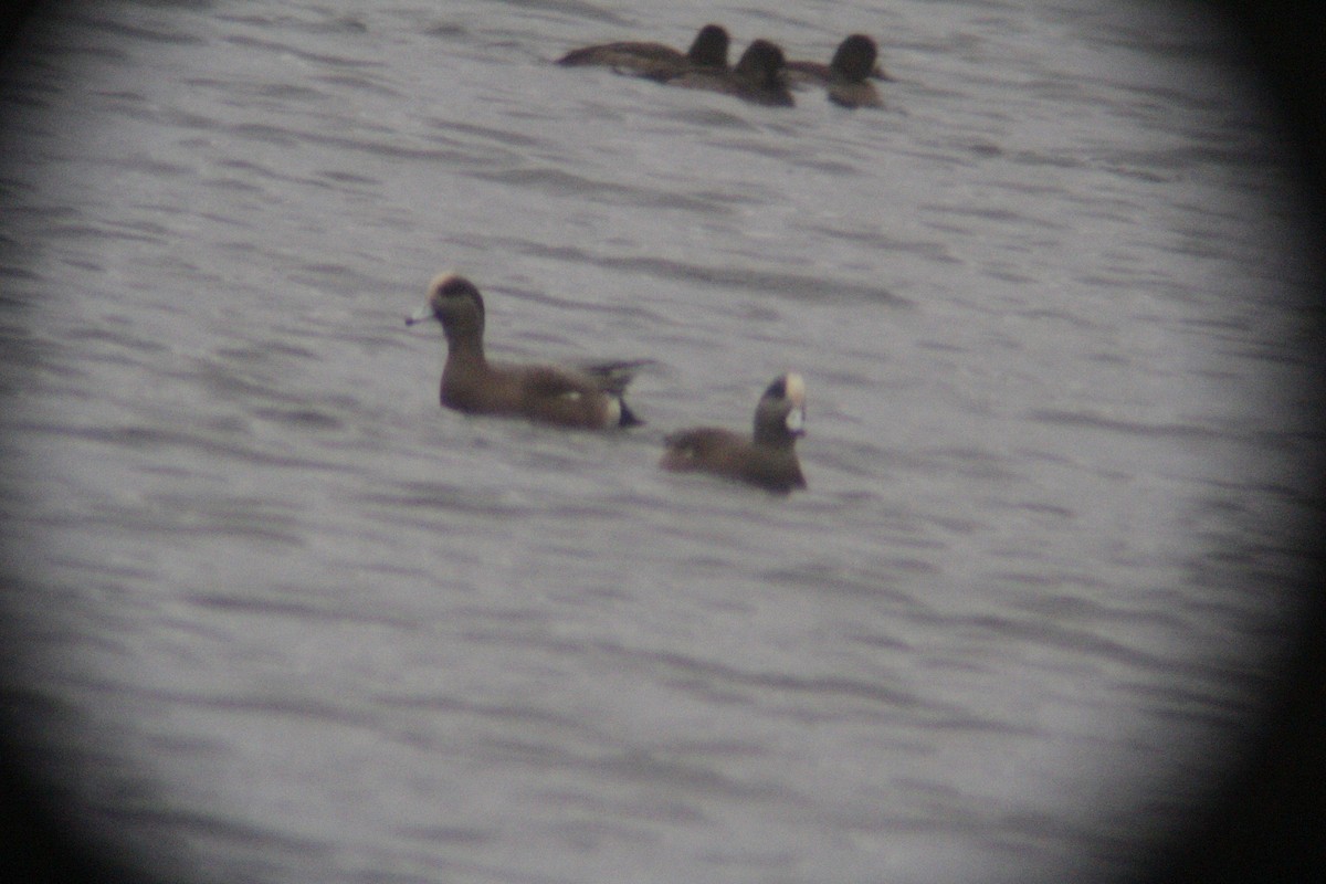 Fischione americano - ML646142328