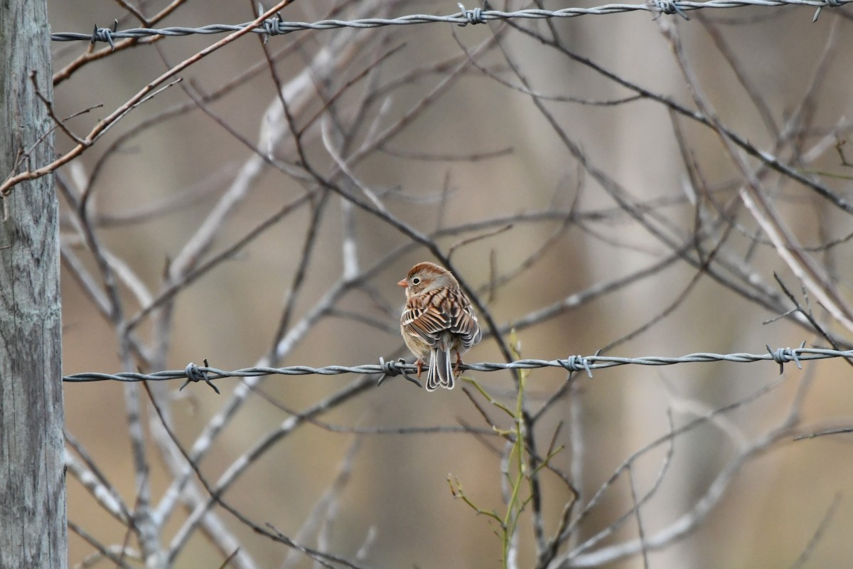 ヒメドリ - ML646142329