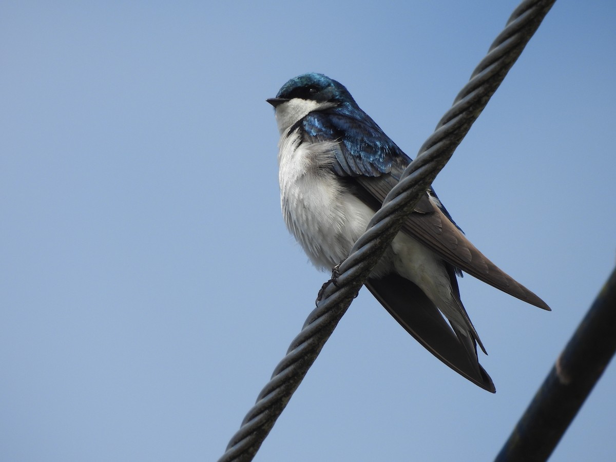 Tree Swallow - ML646142331