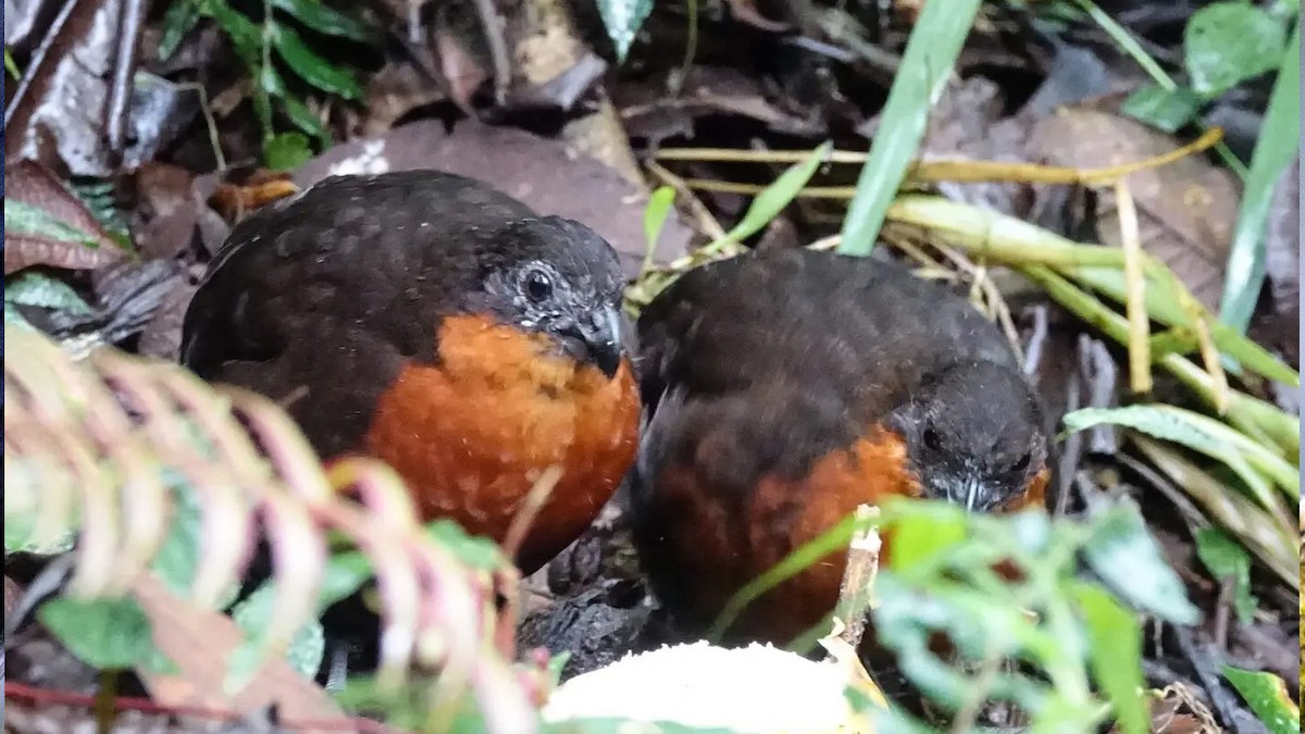 Rufous-breasted Wood-Quail - ML646142338