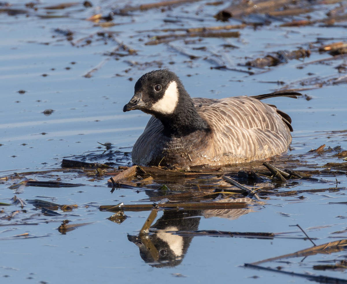 小加拿大雁 - ML646142352