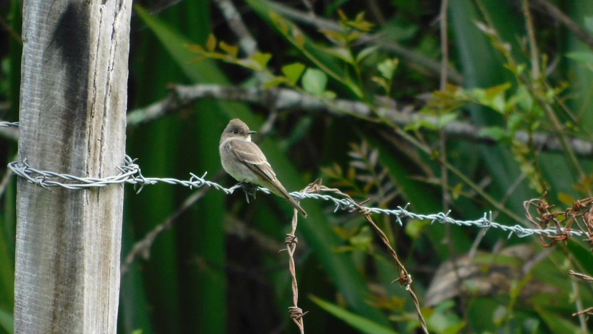 pewee sp. (Contopus sp.) - ML646142353