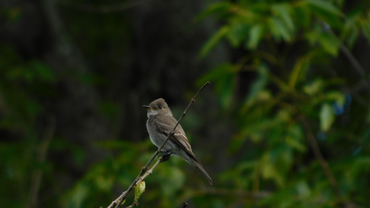 pewee sp. (Contopus sp.) - ML646142354