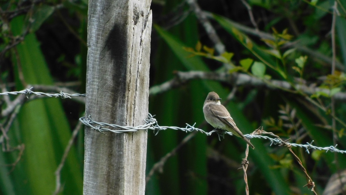 pewee sp. (Contopus sp.) - ML646142355