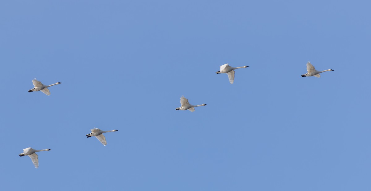 Trumpeter Swan - ML646142356