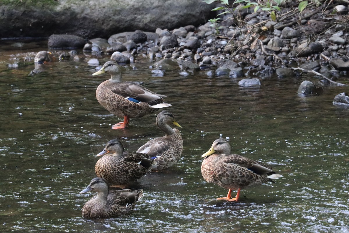 Mallard - ML646142357