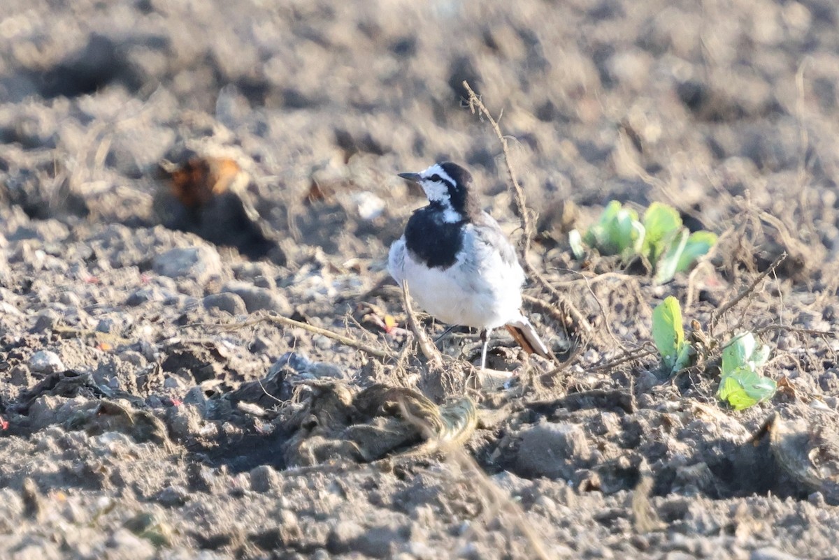 White Wagtail - ML646142358