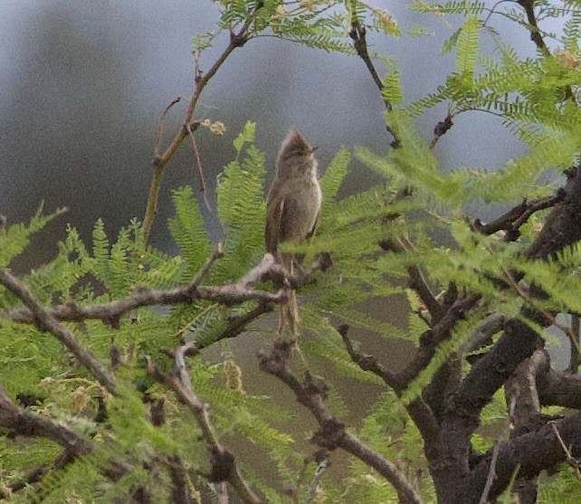 Tufted Tit-Spinetail - ML646142360
