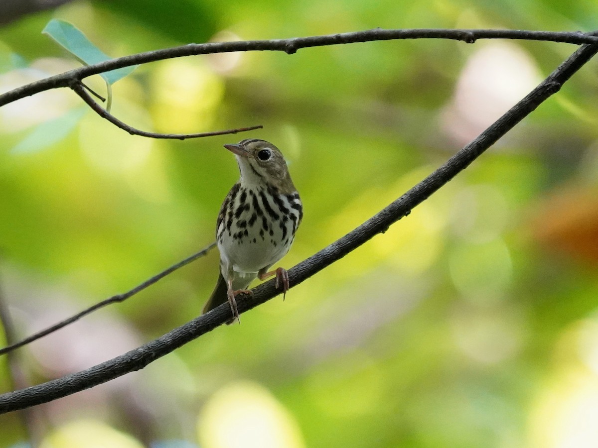 Ovenbird - ML646142366