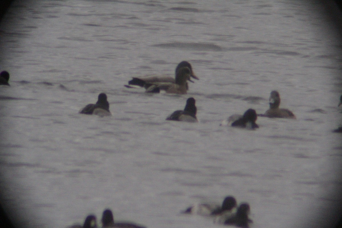 Moretta dal collare - ML646142367