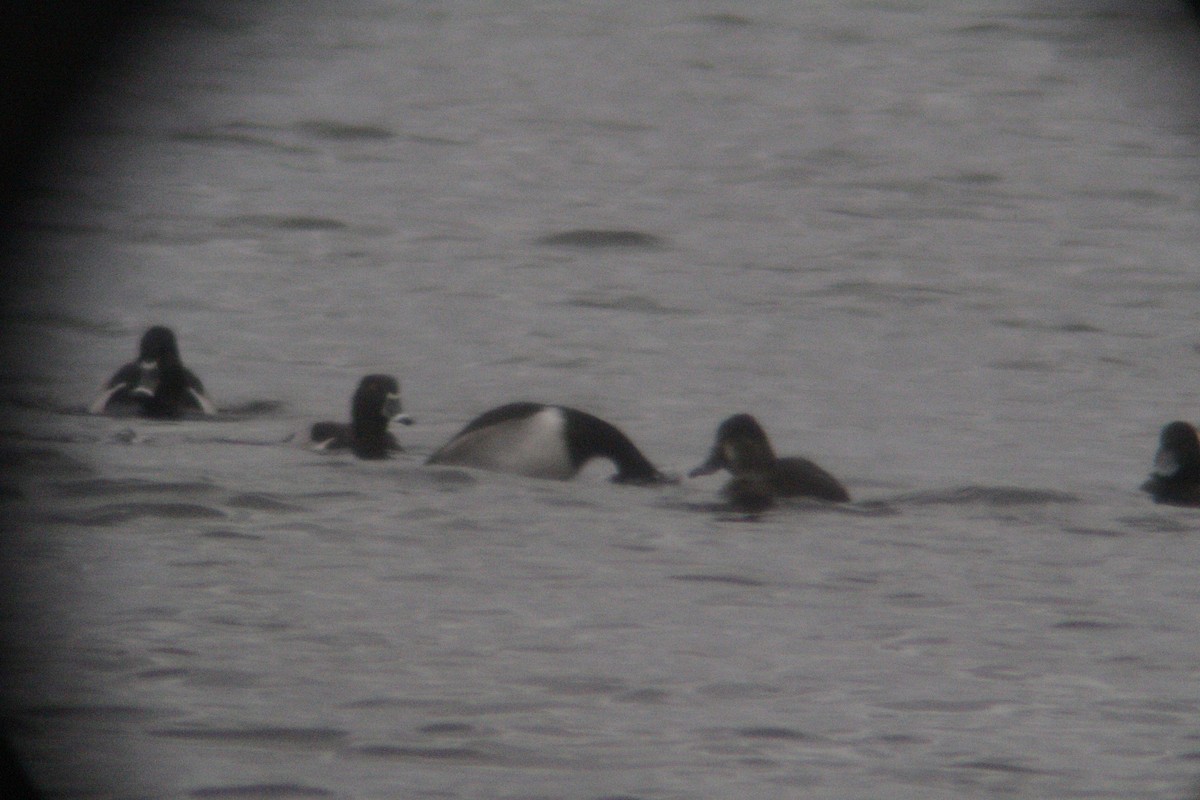 Moretta dal collare - ML646142368