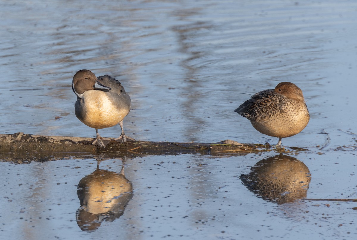 尖尾鴨 - ML646142369