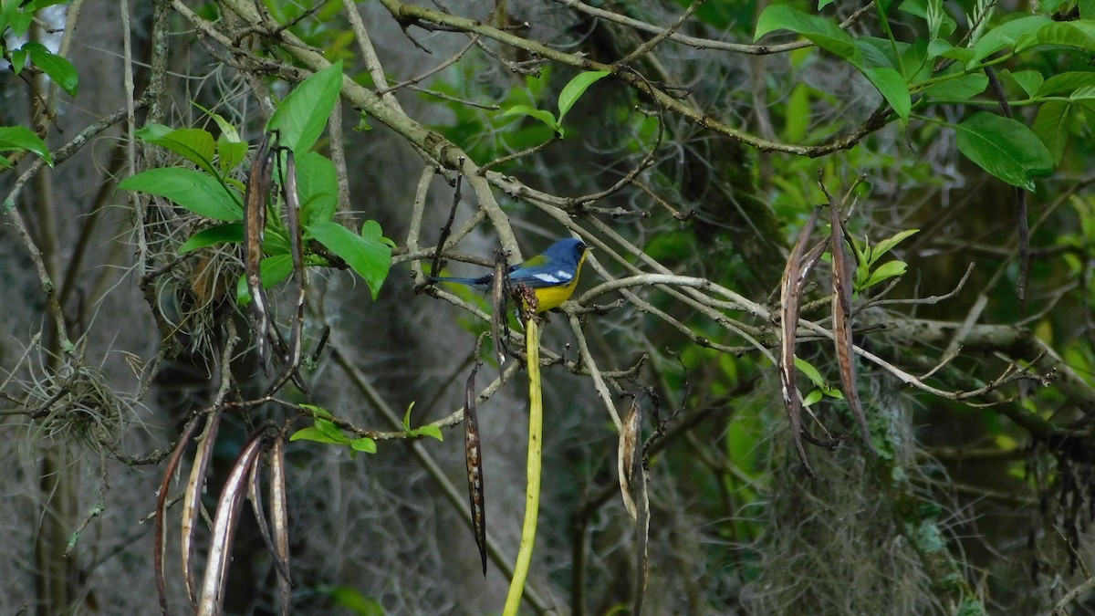 Tropical Parula - ML646142374