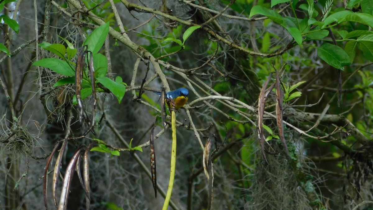 Tropical Parula - ML646142375