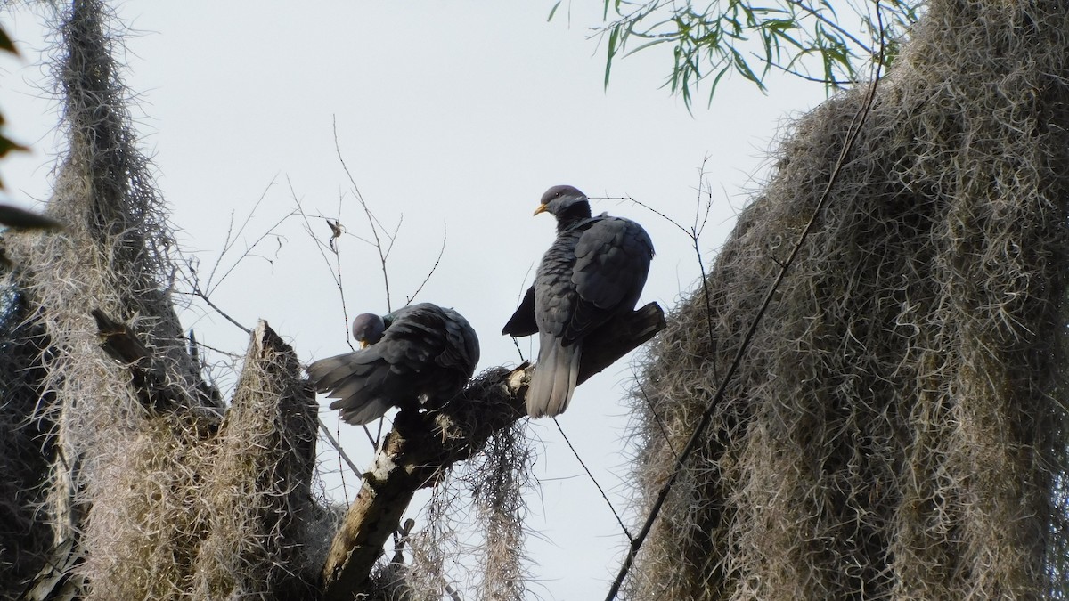 Band-tailed Pigeon - ML646142385