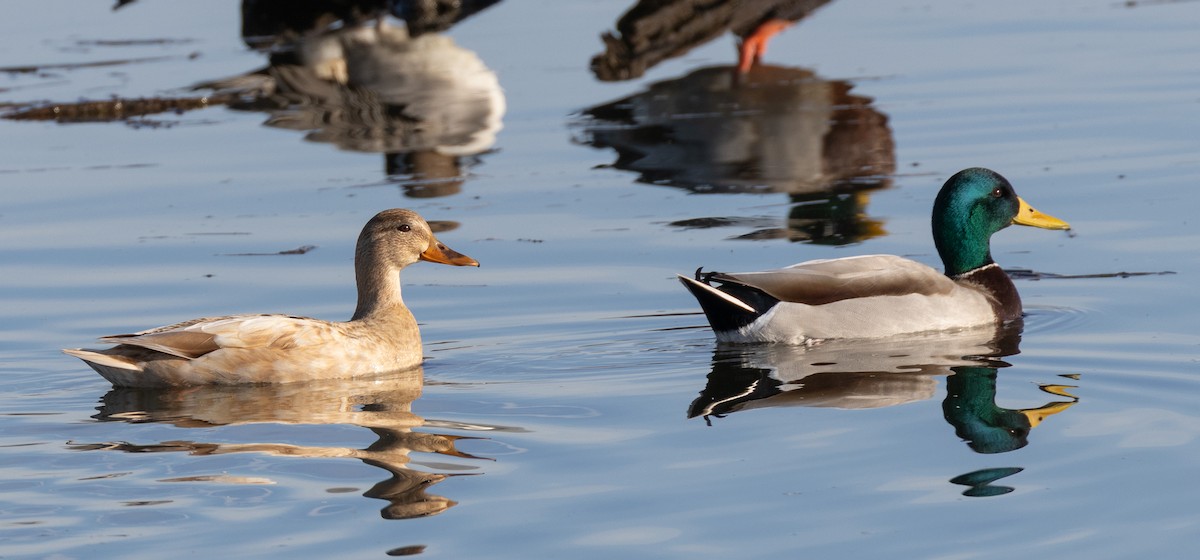 綠頭鴨 - ML646142387