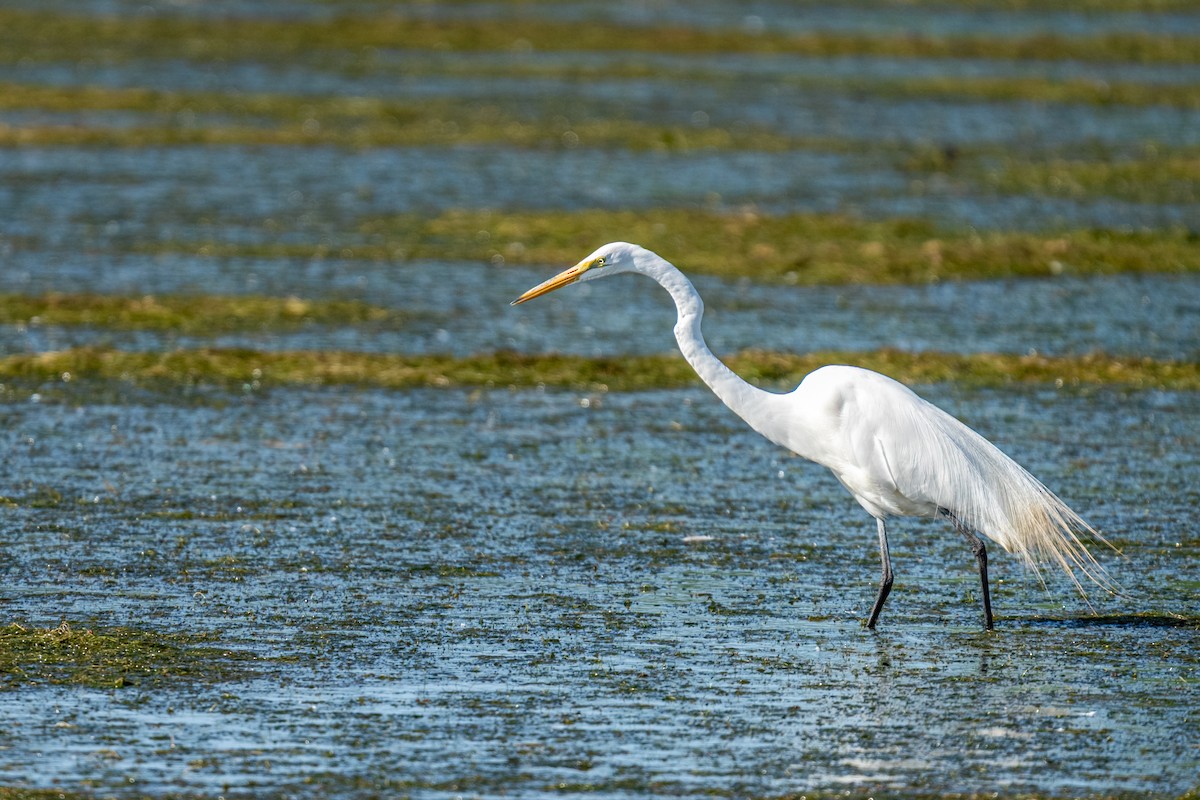 volavka bílá - ML646142388