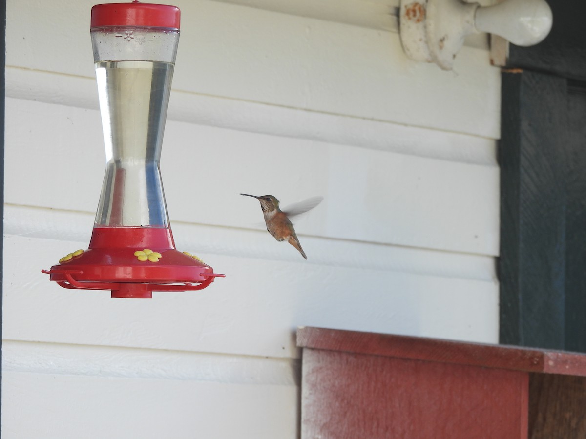 Рыжий колибри - ML646142395