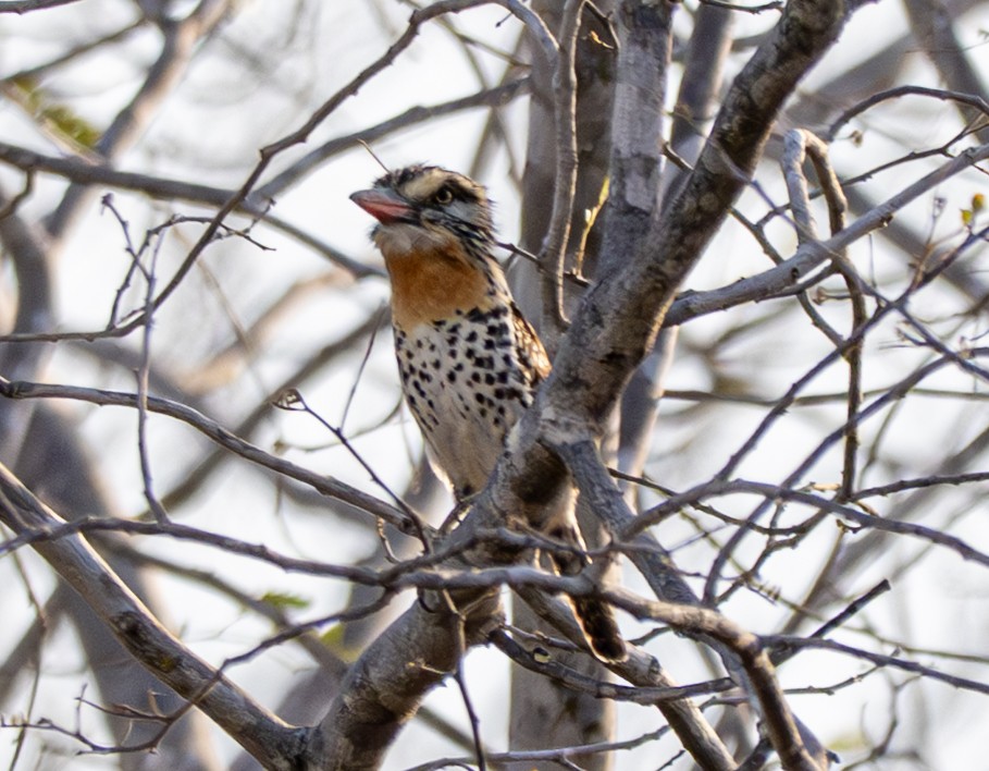 lenivka tečkovaná - ML646142396