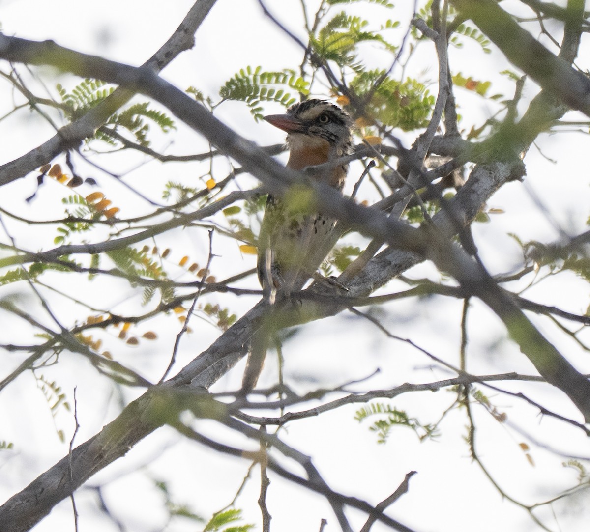 Пёстрая пуховка - ML646142397