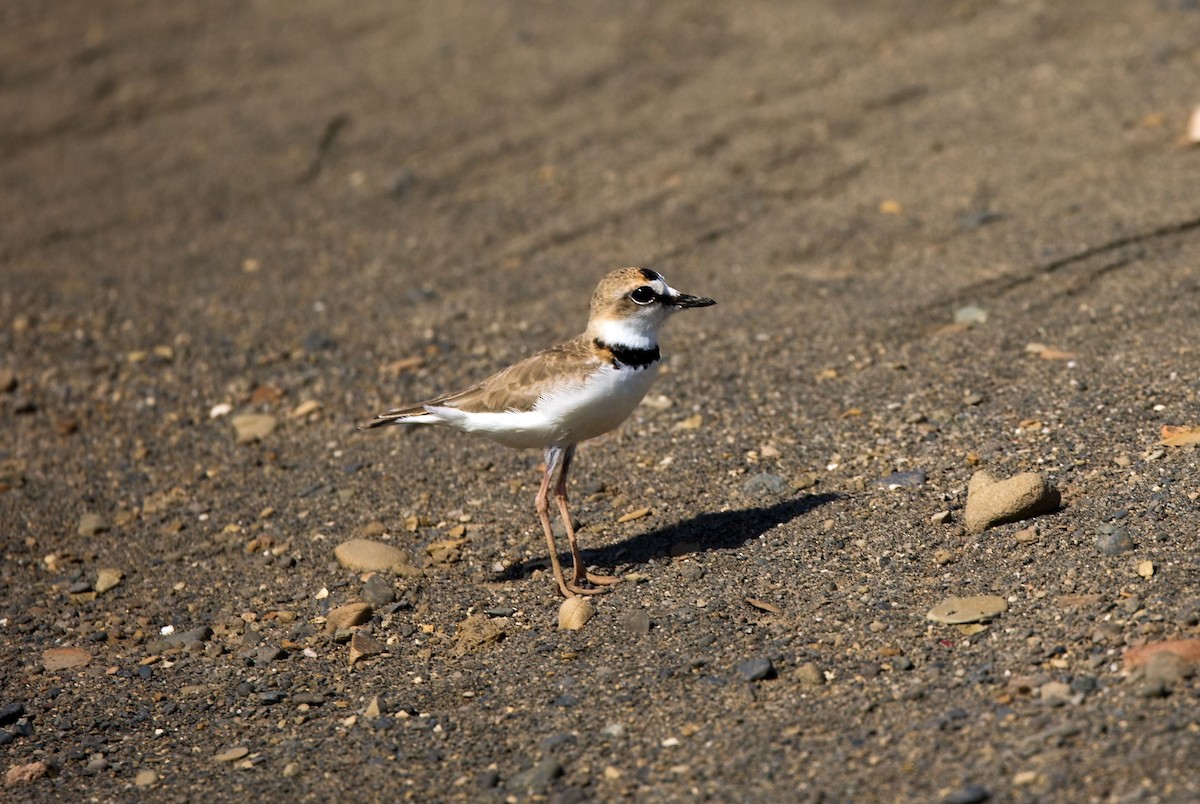Воротничковый зуёк - ML646142399