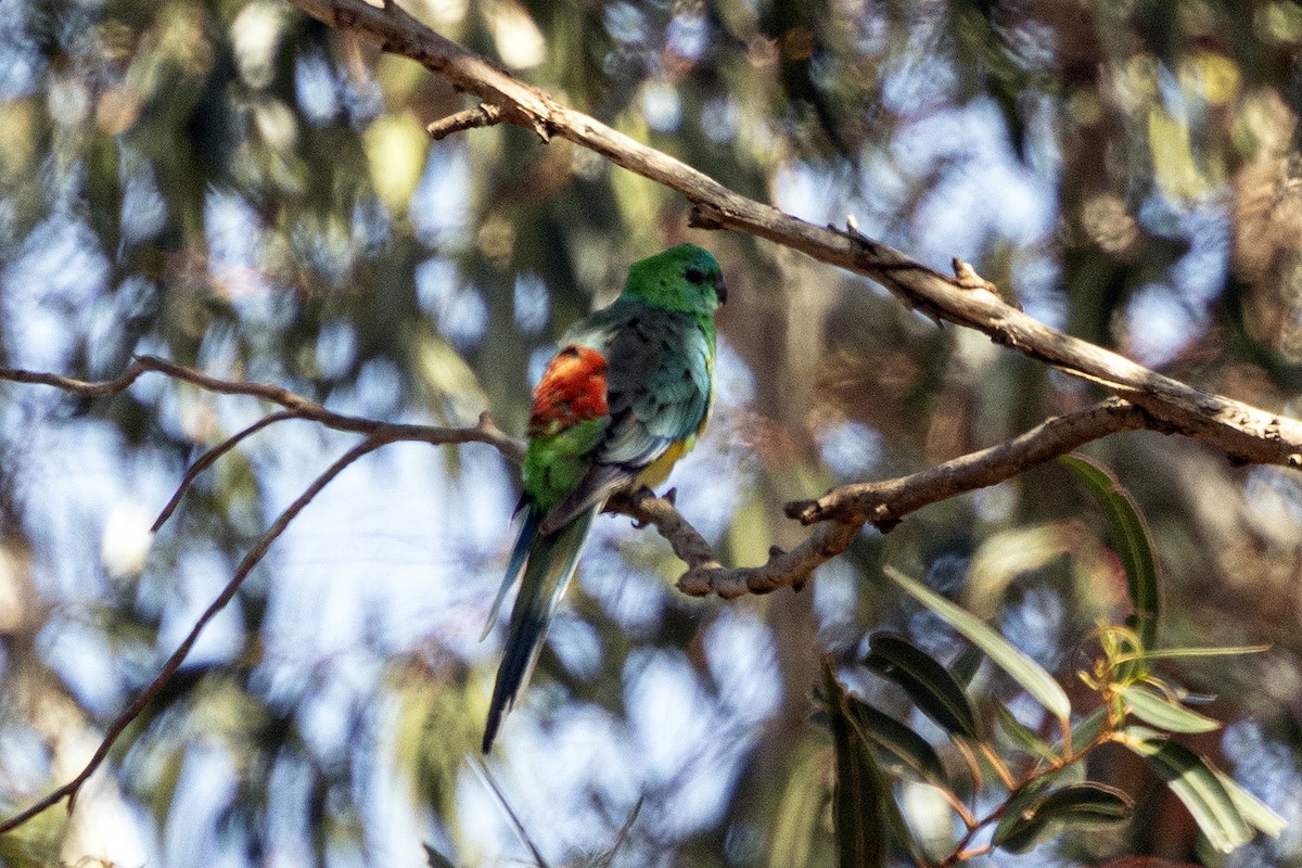 Певчий попугайчик - ML646142400