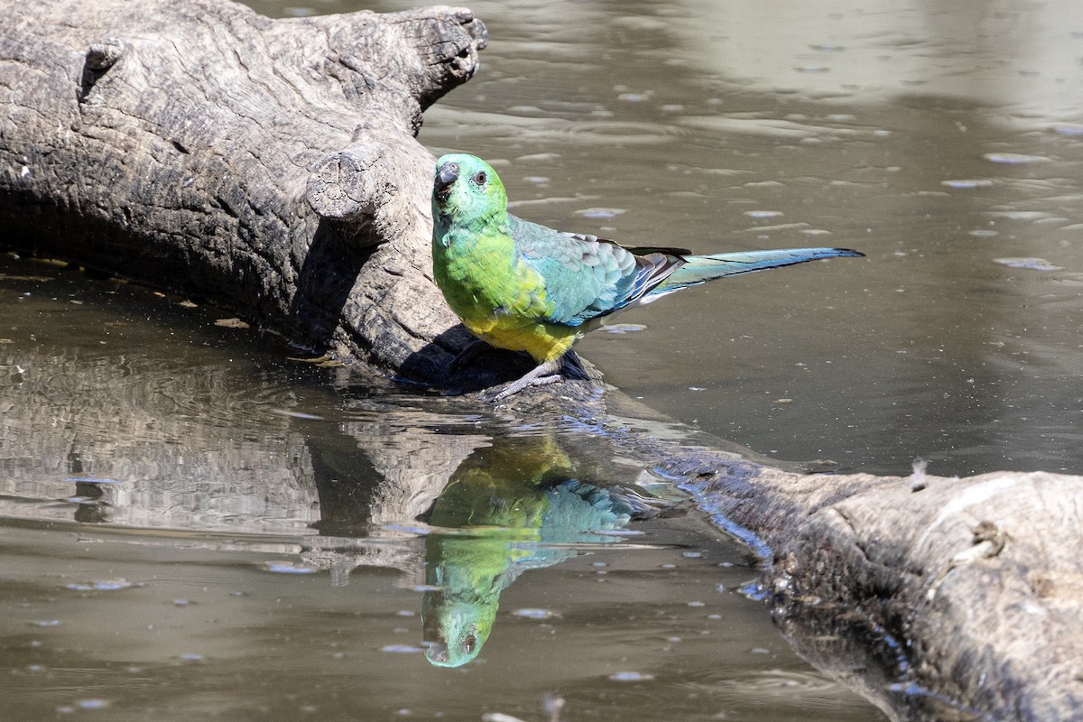 Певчий попугайчик - ML646142401